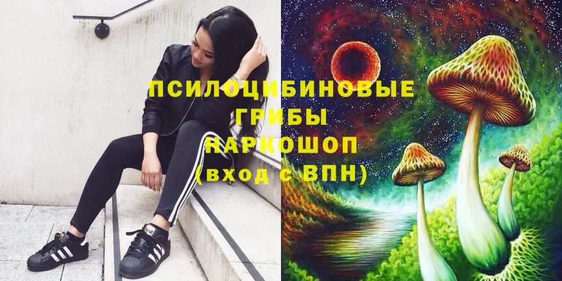 Галлюциногенные грибы Psilocybe  Нолинск 